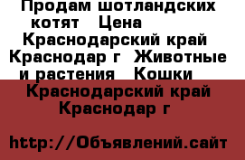 Продам шотландских котят › Цена ­ 4 000 - Краснодарский край, Краснодар г. Животные и растения » Кошки   . Краснодарский край,Краснодар г.